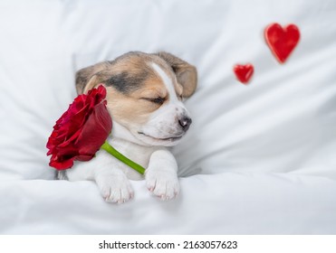 Dreaming Beagle puppy holds a red rose  under warm blanket on a bed at home. Top down view. Valentines day concept