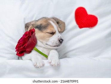 Dreaming Beagle puppy holds a red rose  under warm blanket on a bed at home. Top down view. Valentines day concept