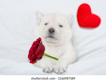 Dreaming Golden retriever puppy holds a red rose  under warm blanket on a bed at home. Top down view. Valentines day concept
