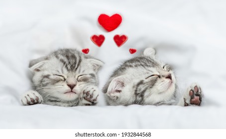 Träumende Kätzchen schlafen mit Herzen auf einem Bett unter warmer weißer Decke. Valentinstag Konzept. Draufsicht