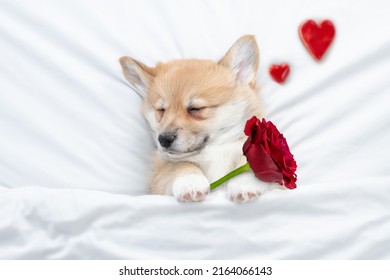 Dreaming Pembroke Welsh corgi holds a red rose on white bed. Top down view. Valentines day concept