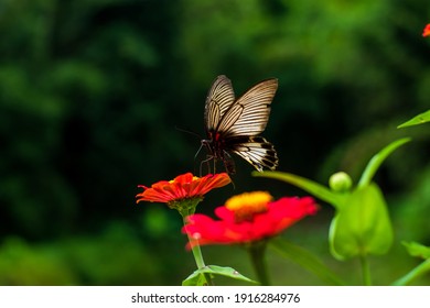 Close Garden Summer Flower Bee Butterfly Stock Photo 451680427 ...