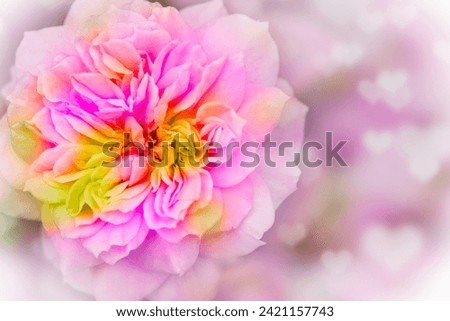 Dream-like image of beautiful pink roses with heart bokeh in pink color tone.
