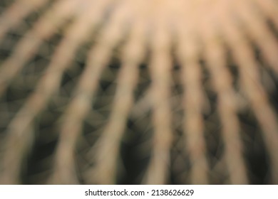 Dreamy Bokeh Of A Beautiful Green And Yellow Barrel Cactus Growing In The Desert Garden.