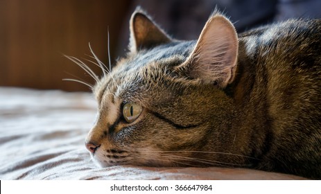 Lonely Cat High Res Stock Images Shutterstock