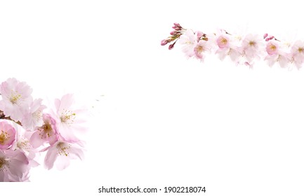 Dreamy Cherry Blossoms As A Natural Border, Studio Isolated On White Background.