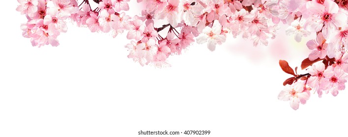 Dreamy cherry blossoms as a natural border, studio isolated on pure white background, panorama format - Shutterstock ID 407902399