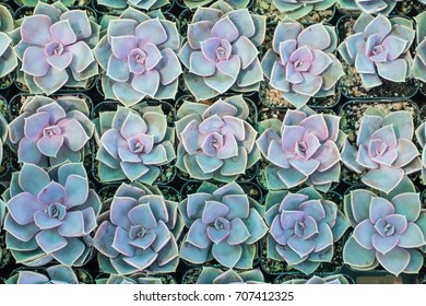 Dreamy Cute Botanical California Succulents In Pots Arranged In A Tray At A Greenhouse Ready For An Urban Garden