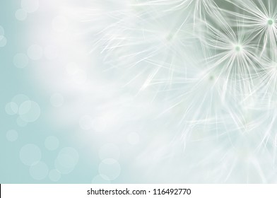 Dreamy Dandelion Macro