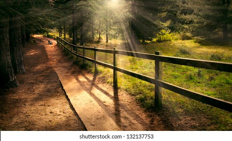 Dreamy enchanting path in the forest with a bench in the distance and welcoming beams of light shining
