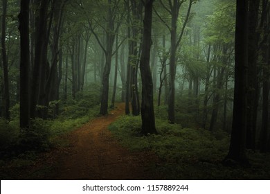 Dreamy foggy dark forest. Trail in moody forest. Alone and creepy feeling in the woods