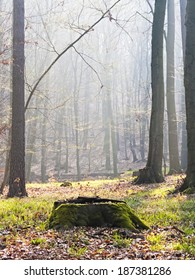 Dreamy Forrest With A Stub In The Middle Of The Forrest Glade