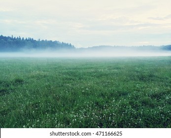 Dreamy Green Meadow With Wild Clover. Scandinavian Nature.