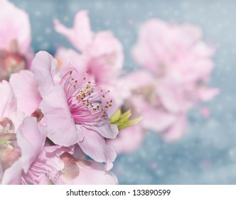 Dreamy image of soft pink peach blossoms on light blue bokeh background