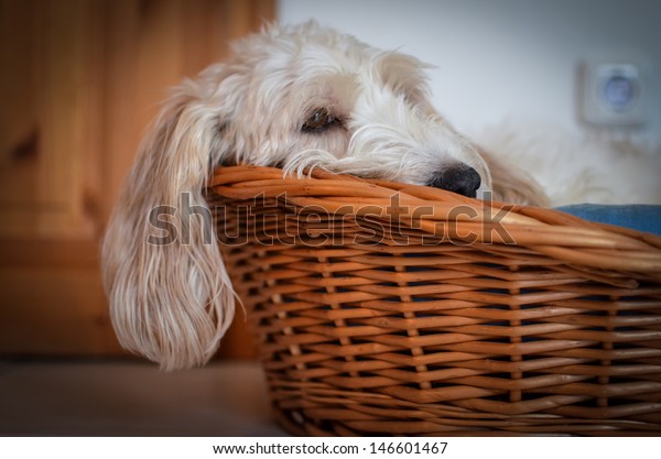 Dreamy Little Dog Sleeping Basket Pedigreed Stock Photo