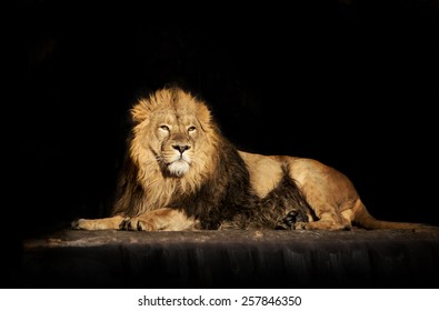 The dreamy look of a lying Asian lion, isolated on black background. 