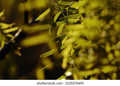 Dreamy Mesquite Tree Leaves On Native Plant During Texas Sunset.