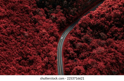 Dreamy red forest. Lonely Road between the red forest. - Powered by Shutterstock