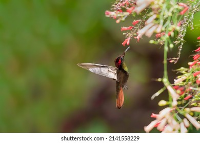Dreamy scene of a Ruby Topaz hummingbird, Chrysolampis Mosquitus, hovering amongst colorful flowers in a tropical garden.