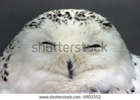 Similar – Snowy owl face III