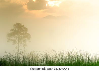 Dreamy Sunrise In A Foggy Landscape With Lonely Tree And Flowers Grass Field.