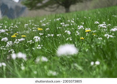 Dreamy view of a field of dandelions and high grass in a rural spring field