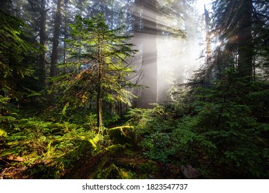 Dreamy View Of The Sunrays In A Rainforest During A Sunny And Foggy Day. Taken In Cypress Provincial Park, West Vancouver, British Columbia, Canada. Nature Background