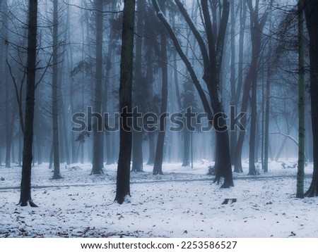 Dreamy winter forest in the fog. Beautiful landscape. Misty cold woods with snow in the morning. Atmospheric mood.