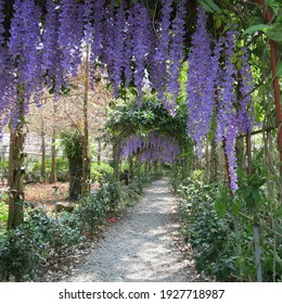 Dreamy Wisteria Flower Tunnel In Taiwan