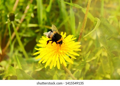 Dreamy Yellow dandelions and Bee. Green field with yellow dandelions. Closeup of yellow spring flowers on the ground. Abstract dreamy photo. Soft blurred background.