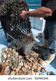 Dredging Scallops Stock Photo 36944344 | Shutterstock