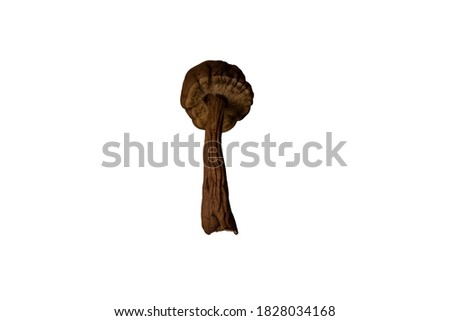 Dreid mushroom isolated on white background
