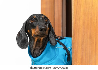 Drenched Dachshund Puppy Stands In The Doorway Of A Slightly Open Door In Waterproof Clothes And Looks At The Owner With Sad Eyes. The Dog Returned From A Walk In The Rain Wet And Miserable