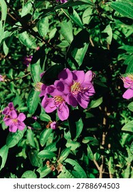 Drenched in sunlight and dressed in purple.🪻🌹💐