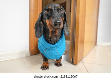 A Drenched, Unhappy Dachshund Puppy Walks In The Door After A Walk In The Rain. Pathetic Wet Dog After A Walk In The Rain In The Autumn Weather. Dripping Wet Dog, Soaking Wet