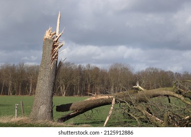 Drenthe, Netherlands- February 19, 2022: fallen oak by storm Eunice in Drenthe, Netherlands