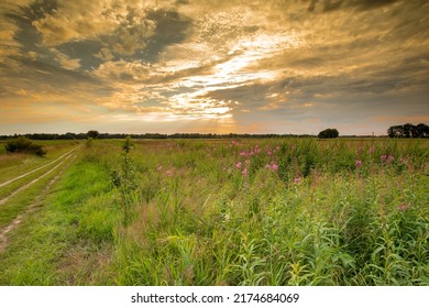 Drents landscape near Rolder Diep during sunset with blooming hairy fireweed, Epilobium hirsutum, against a background of warm light setting sun and gray blue sky with veil clouds