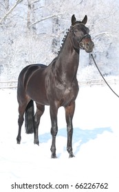 Dressage Dutch Warmblood Looking