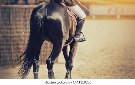 Dressage Of Horse In The Arena. Equestrian Sport.
