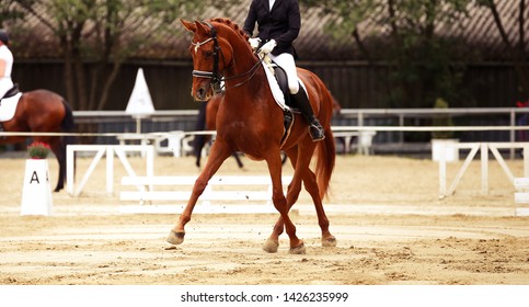 Dressage horse in close-up on a dressage competition during a class M.