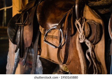Dressage horse equipment, leather saddles and stirrups hang beautifully on a special wall