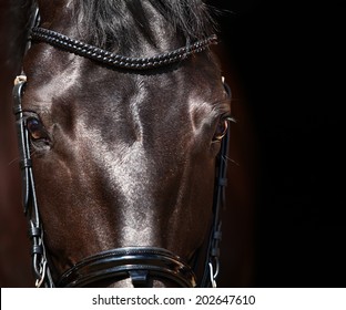 dressage horse eye in dark