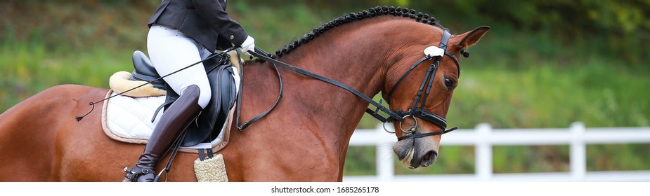 Dressage horse in the neckline with rider top line with saddle and braided mane.