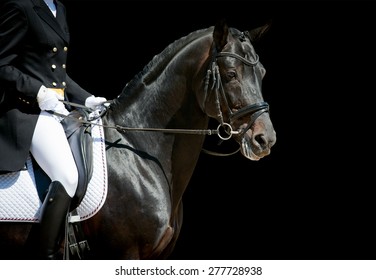 dressage horse portrait on black before the competition