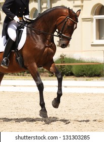 Dressage Horse And Rider