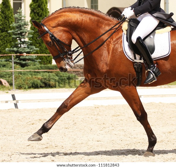 dressage-horse-rider-600w-111812843.jpg