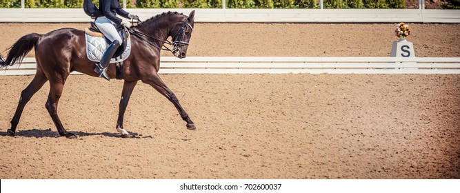 Dressage horse and rider. Black horse portrait during dressage competition. Advanced dressage test. Copy space for your text. 
