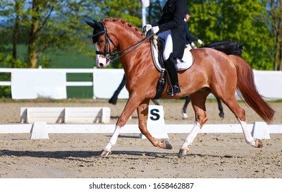 A dressage horse with rider during a class M test in the gait trot levitation phase. The horse is a fox with a broad pallor and three white fetters, based on the bit on the vertical.