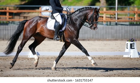 Dressage horse with rider during a dressage test in a strong trot with a stretched front leg.