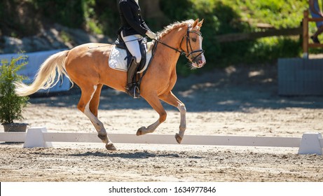Dressage horse with rider in limbo during the strong gallop photographed from the side.